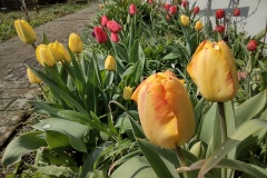 IMG_20210413_123646635_HDR