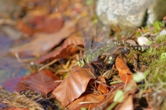 Große Königslibelle