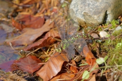 Große Königslibelle