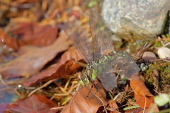 Große Königslibelle