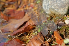 Große Königslibelle