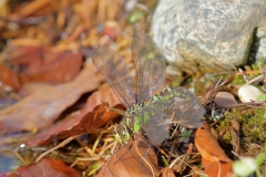 Große Königslibelle