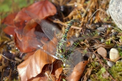 Große Königslibelle