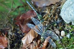 Große Königslibelle