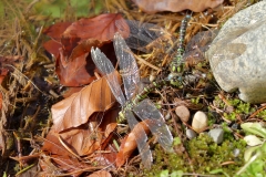 Große Königslibelle