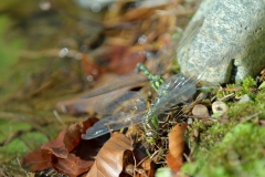 Große Königslibelle