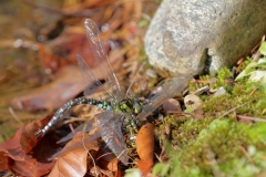 Große Königslibelle