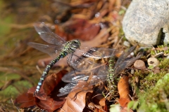 Große Königslibelle