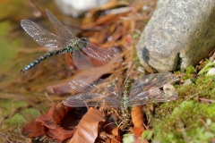 Große Königslibelle
