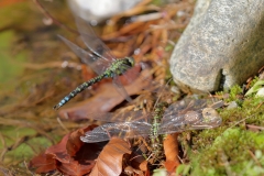 Große Königslibelle