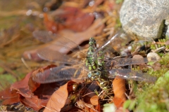 Große Königslibelle