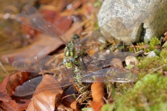 Große Königslibelle