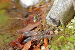 Große Königslibelle