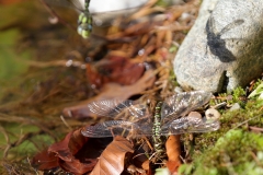 Große Königslibelle