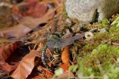 Große Königslibelle