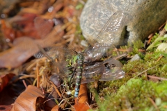 Große Königslibelle