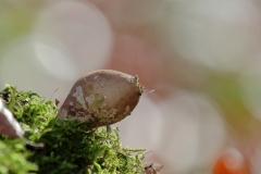 Große Königslibelle