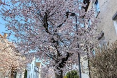 PXL_20250402_1630191182