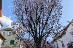 PXL_20250402_1637353472