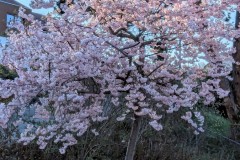 PXL_20250402_1641281742