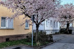 PXL_20250402_1652311464