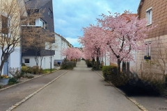 Kirschblüte Panoramastraße 2025