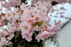 PXL_20250331_142149048.PORTRAIT2