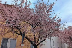 PXL_20250331_143659068_exported_2195262