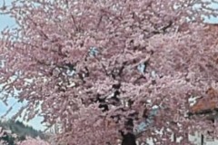 PXL_20250331_143659068_exported_89082