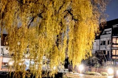 PXL_20241122_165021818.NIGHT2_