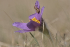 Küchenschellen