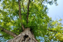 IMG_20210809_1151209162