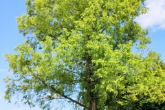 IMG_20210809_1152231902