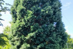 IMG_20210809_1153118062