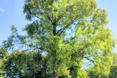 IMG_20210809_1154023302