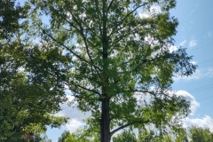 IMG_20210809_115442928_HDR