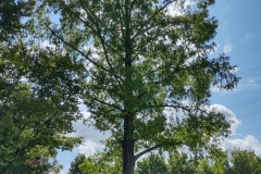 IMG_20210809_115453828_HDR