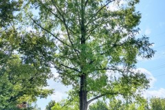 IMG_20210809_115453828_HDR2