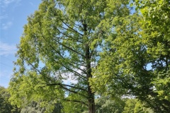 IMG_20210809_115525237_HDR