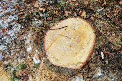 Marktplatz Pfullingen