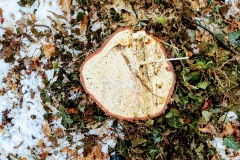 Marktplatz Pfullingen