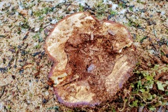 Marktplatz Pfullingen