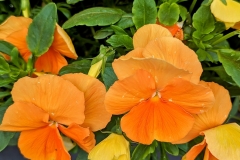 Sinnesgarten