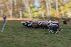 Slow Schaf 2022