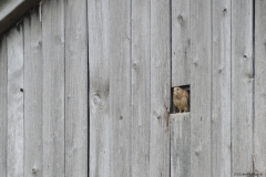 Turmfalke 23.04.2024