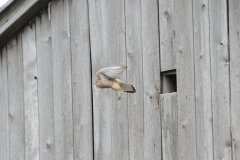 Turmfalke
