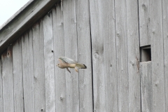 Turmfalke