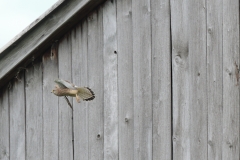Turmfalke
