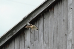 Turmfalke
