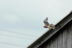 Turmfalke